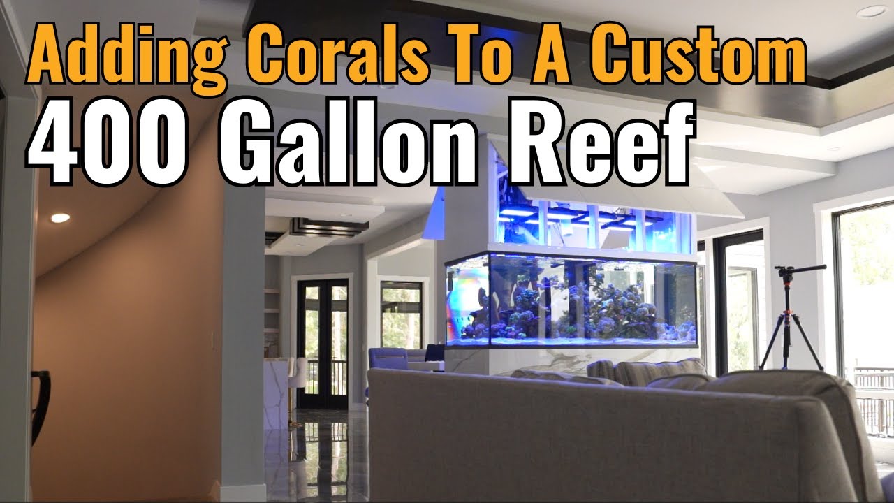 Adding Corals To A Custom 400 Gallon Reef Tank