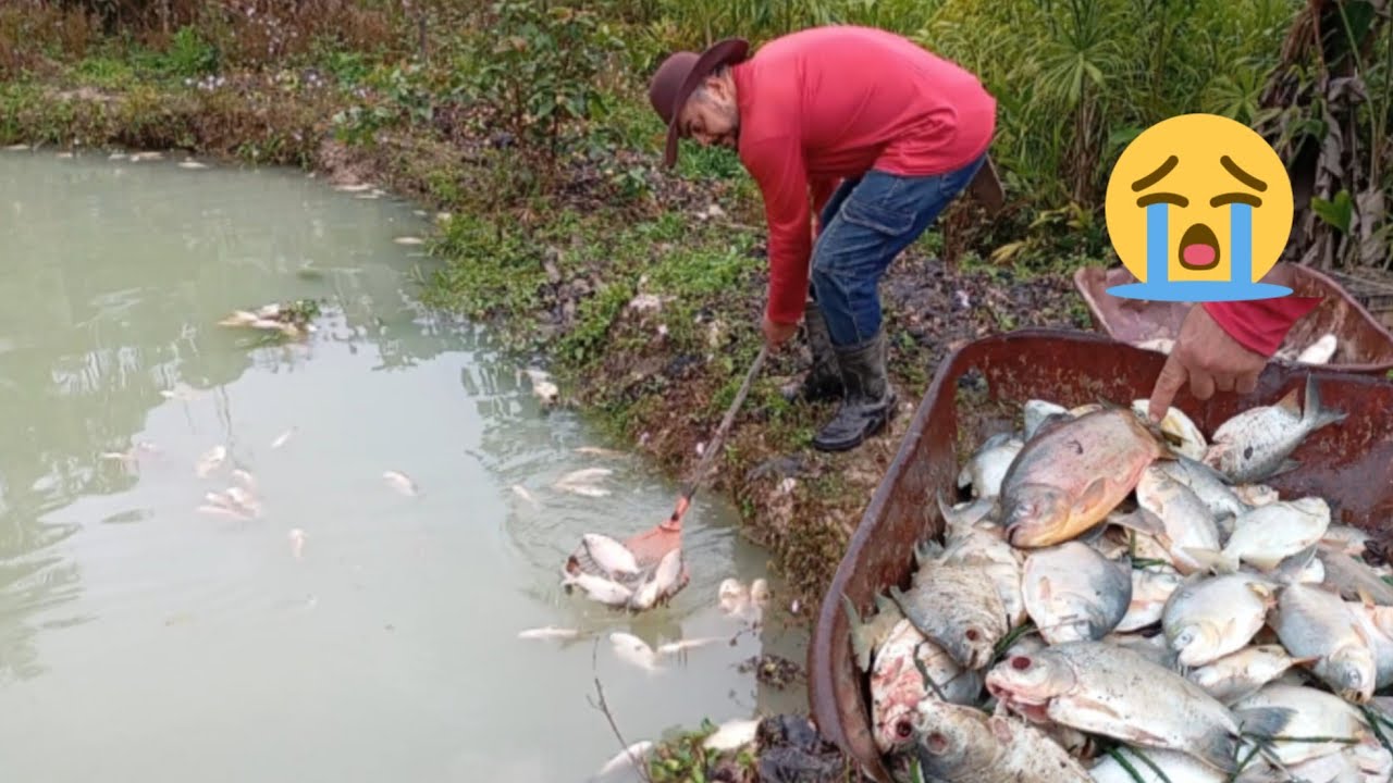 Momentos tristes no sítio caipira do vale, prejuízo na criação de peixes