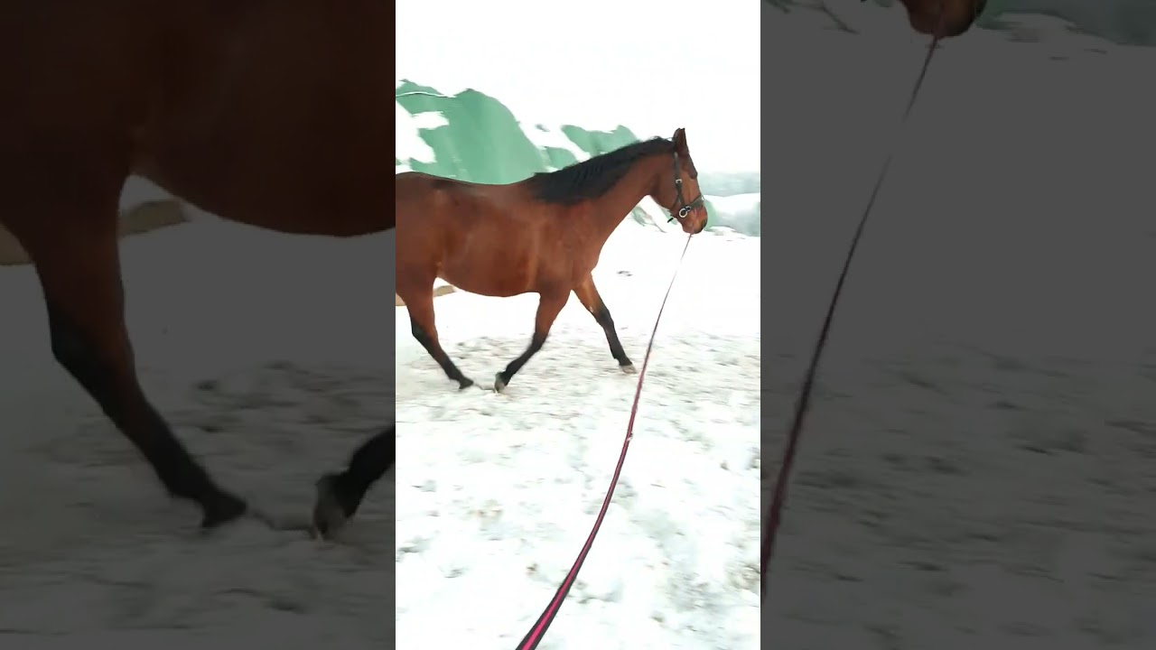 lonża 🐴