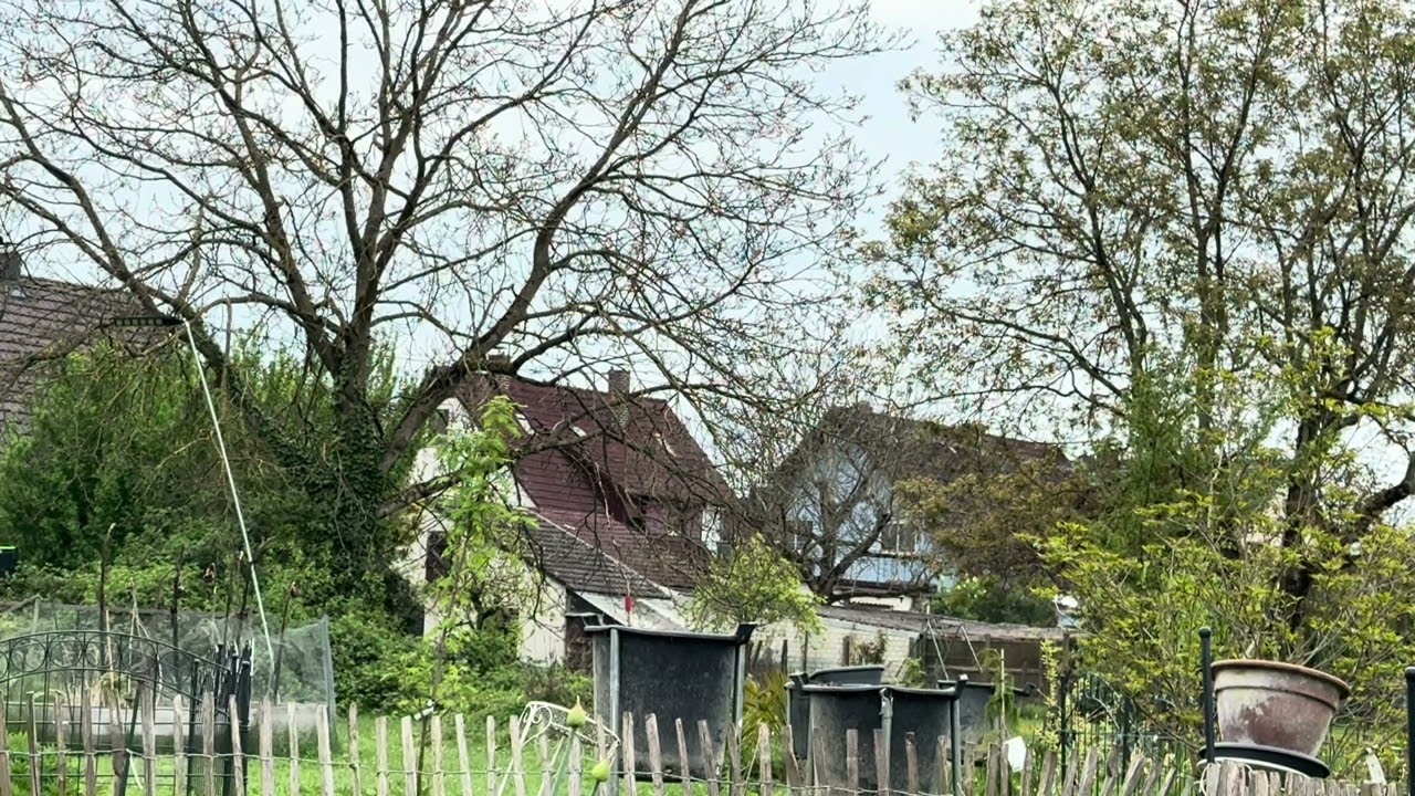 Moja nowa znajoma #wrona nauczyła się przylatywać zjeść 