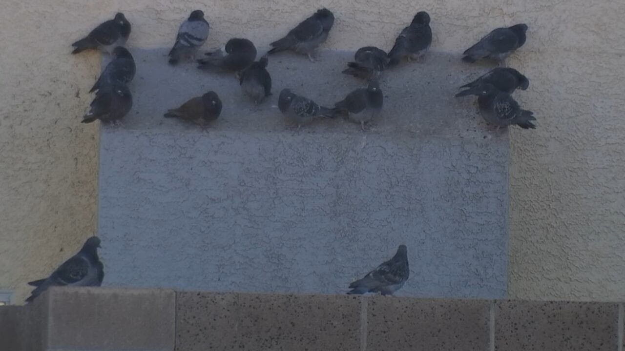 Flock of pigeons at a Henderson home ruffles neighbors’ feathers