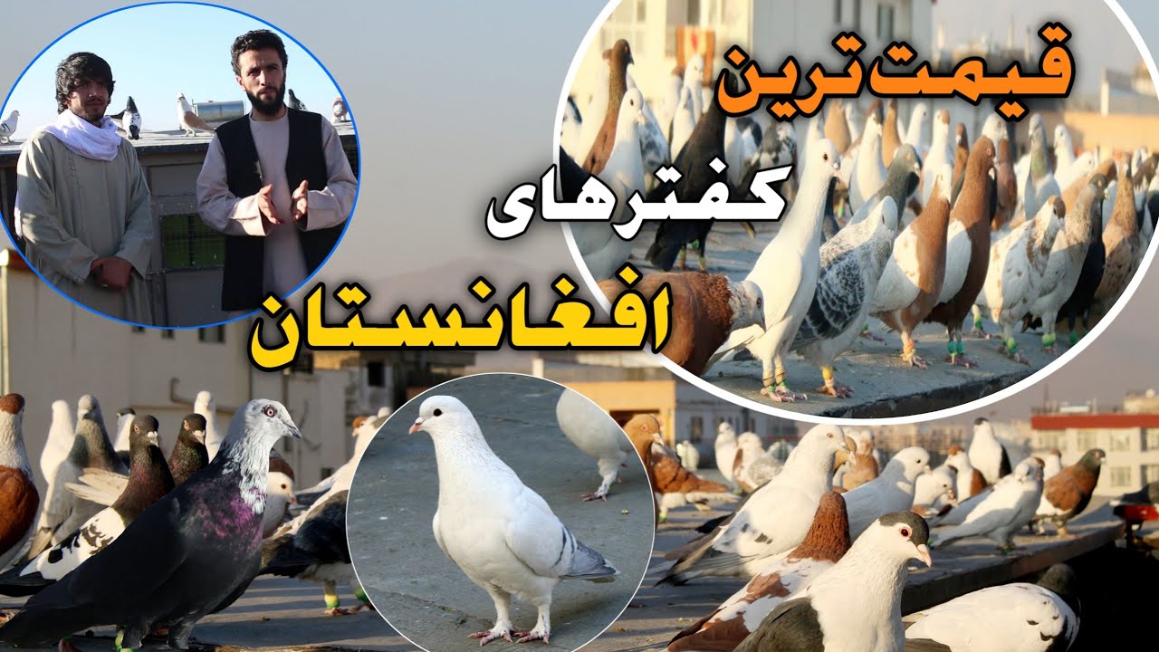 قیمت ترین کفتر های افغانستان High cost of Afghan pigeons