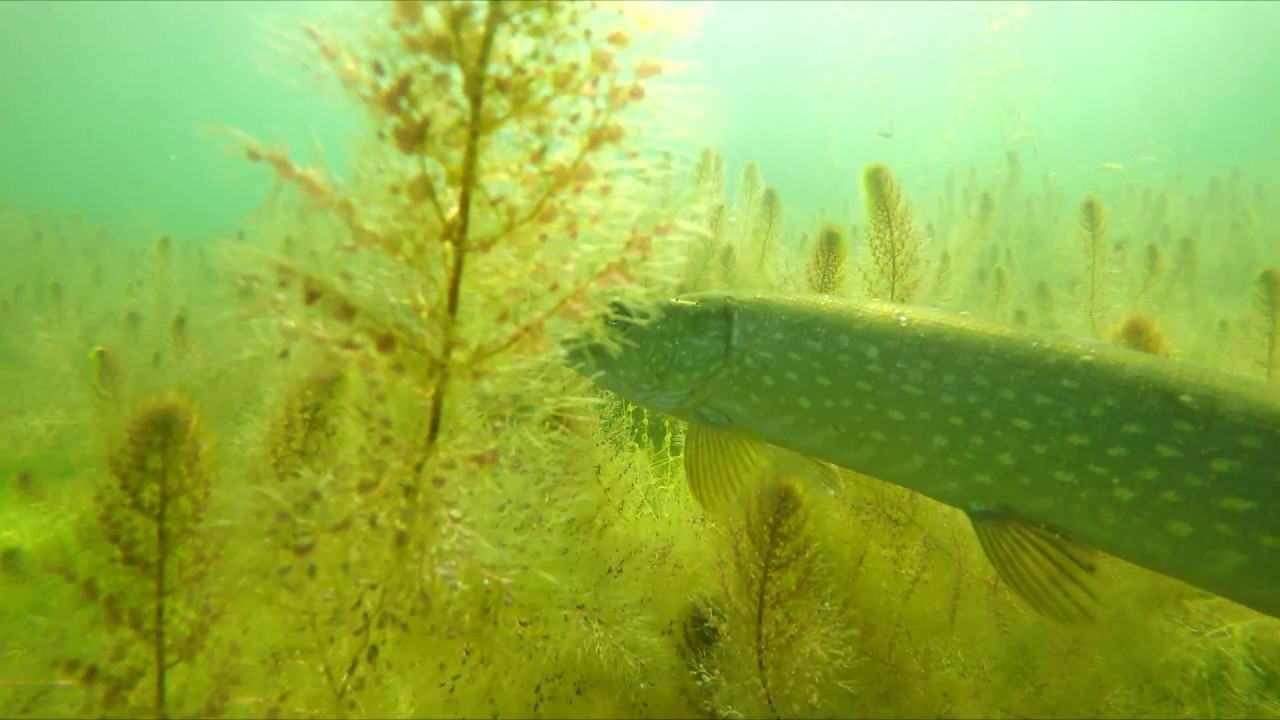 Scuba diving Storaxen, Sweden