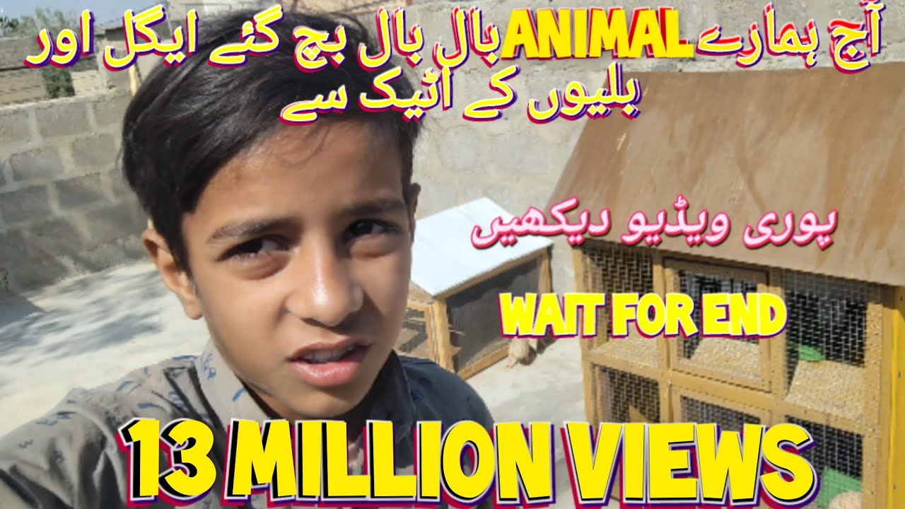 Today our animals escape from eagle attack 😣