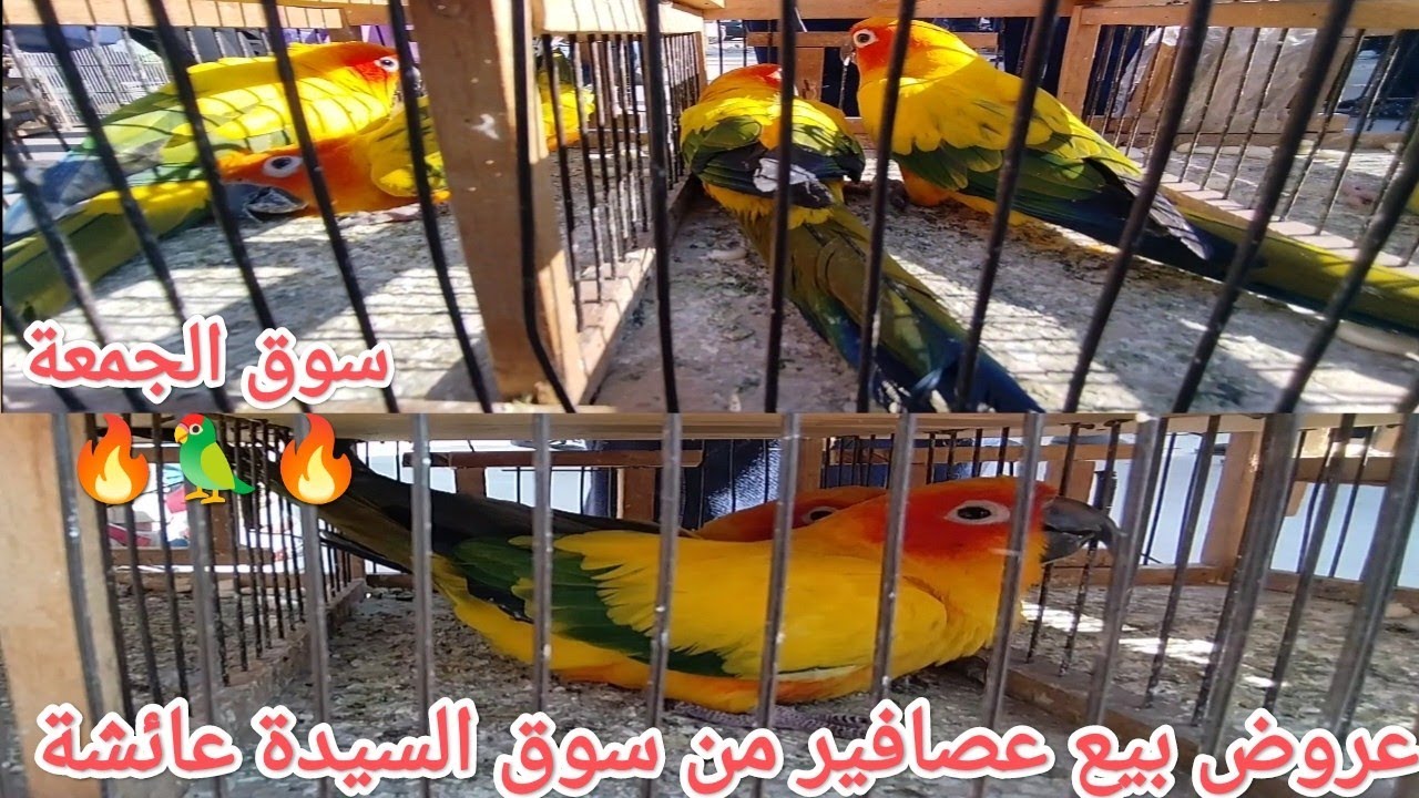 عروض بيع عصافير وببغاوات ويمام من قلب سوق الجمعة بالسيدة عائشة عصافير بأرقام أصحابها 🦜💣🔥
