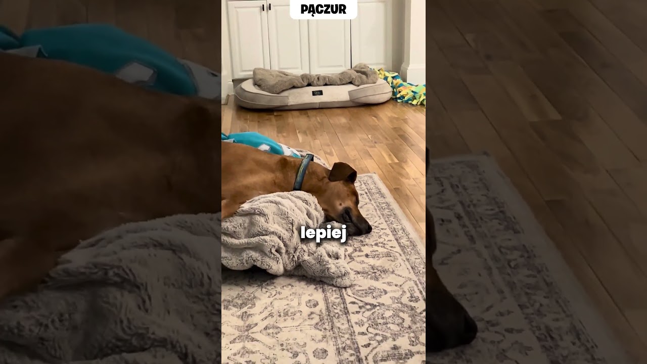 Pies kt&oacute;ry śni i ma koszmar #shorts