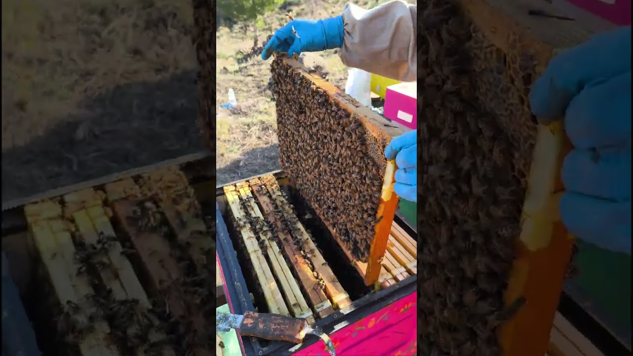 Prima visita nel nuovo apiario 30/12/25 🐝