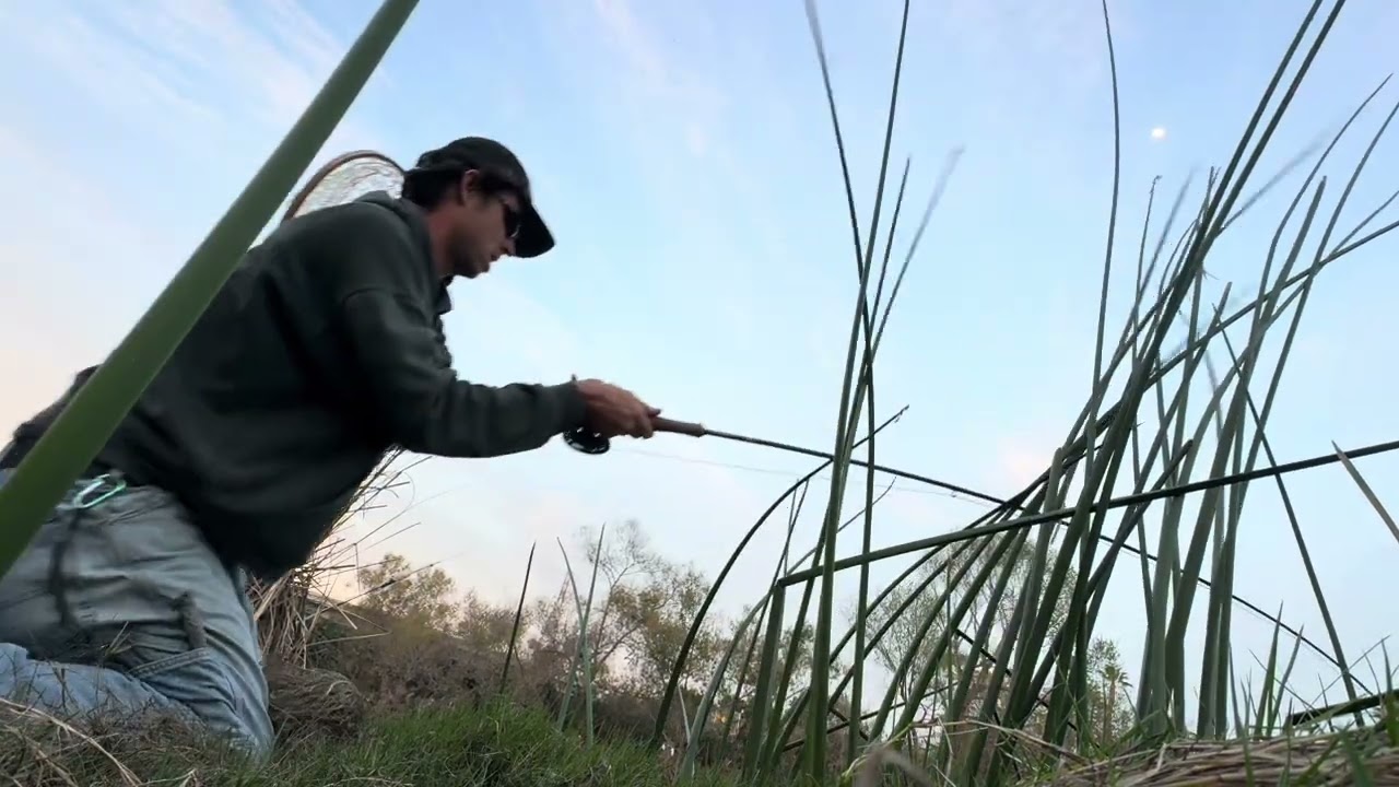 common carp on the fly