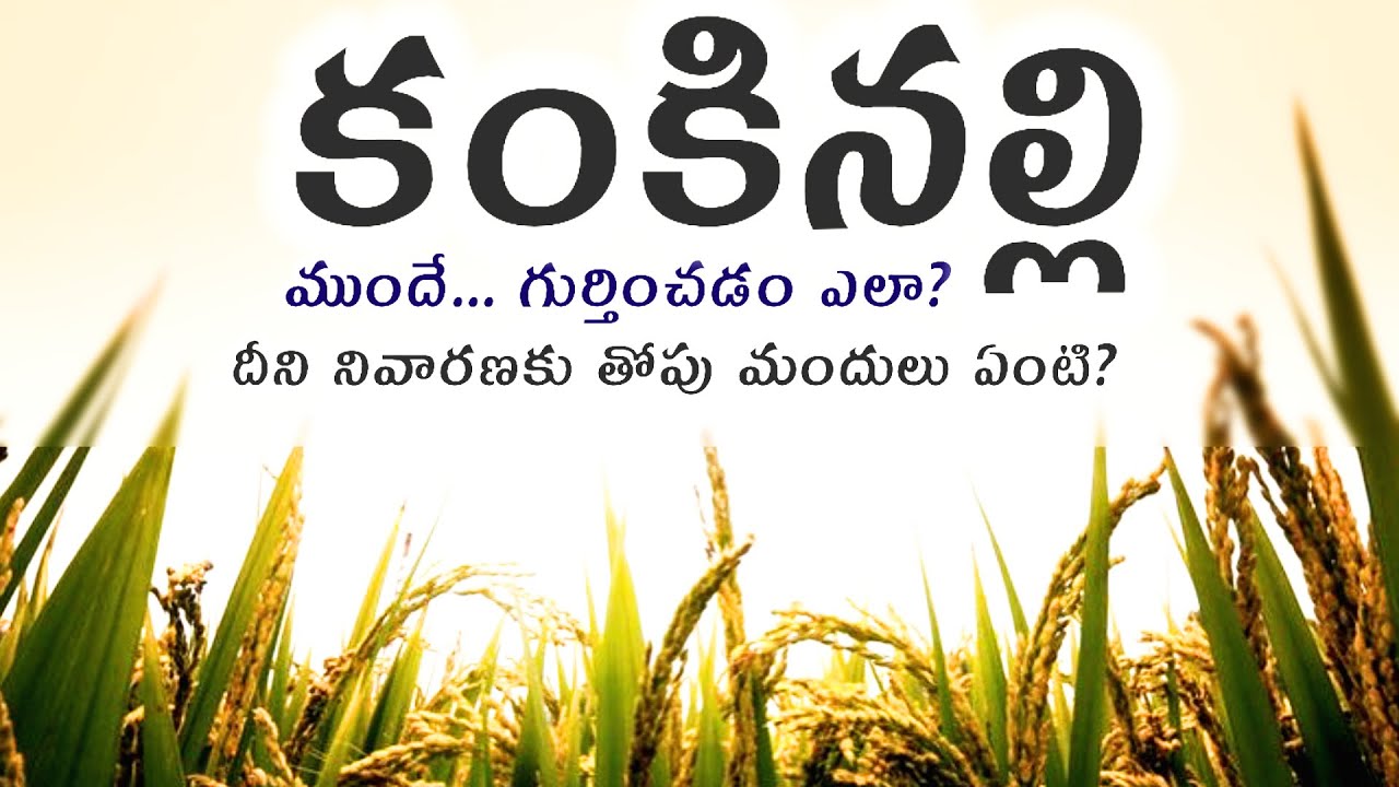 వరిలో కంకినల్లి నివారణ | varilo kankinalli nivarana