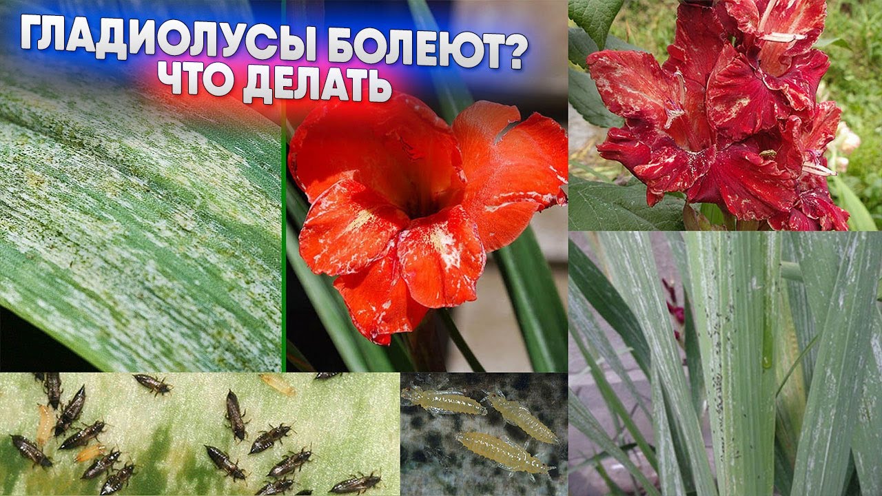 Гладиолусы болеют? Что делать