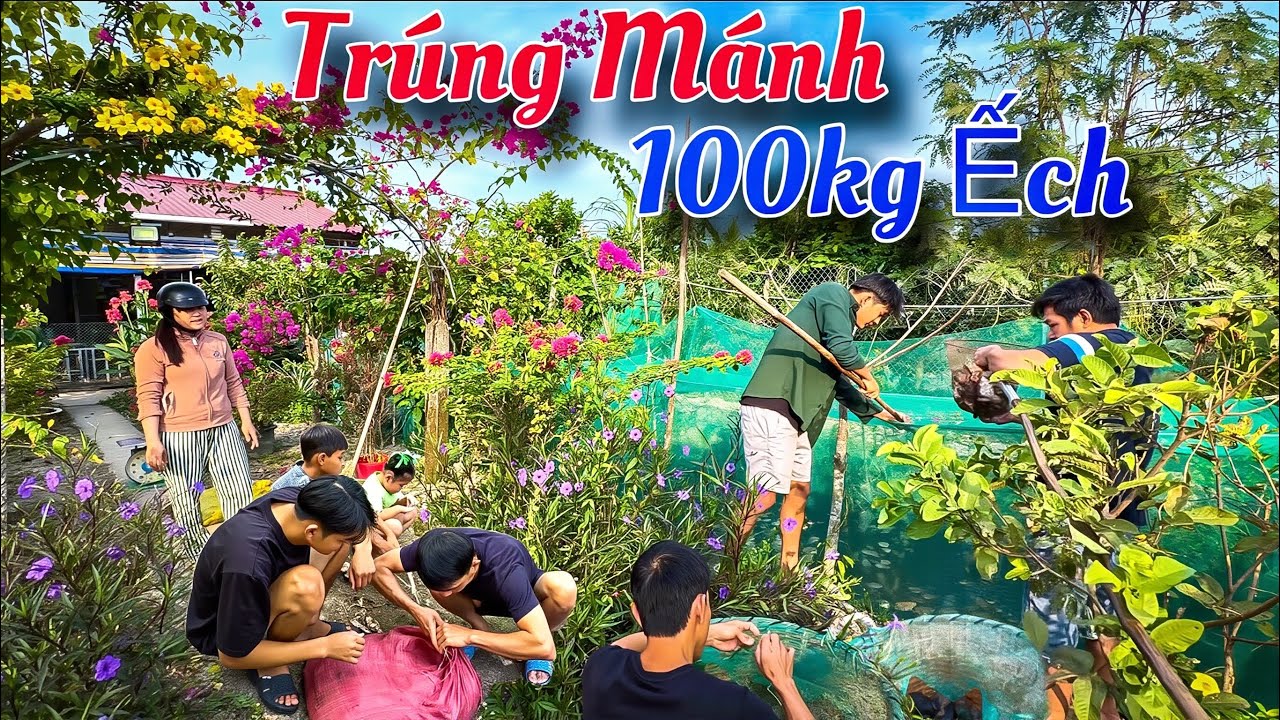 Chơi Lớn Bắt Hơn 100 Ký Ếch Của Út Tuấn Mang Hết Về Bên Cồn | Tình Người Miền Tây