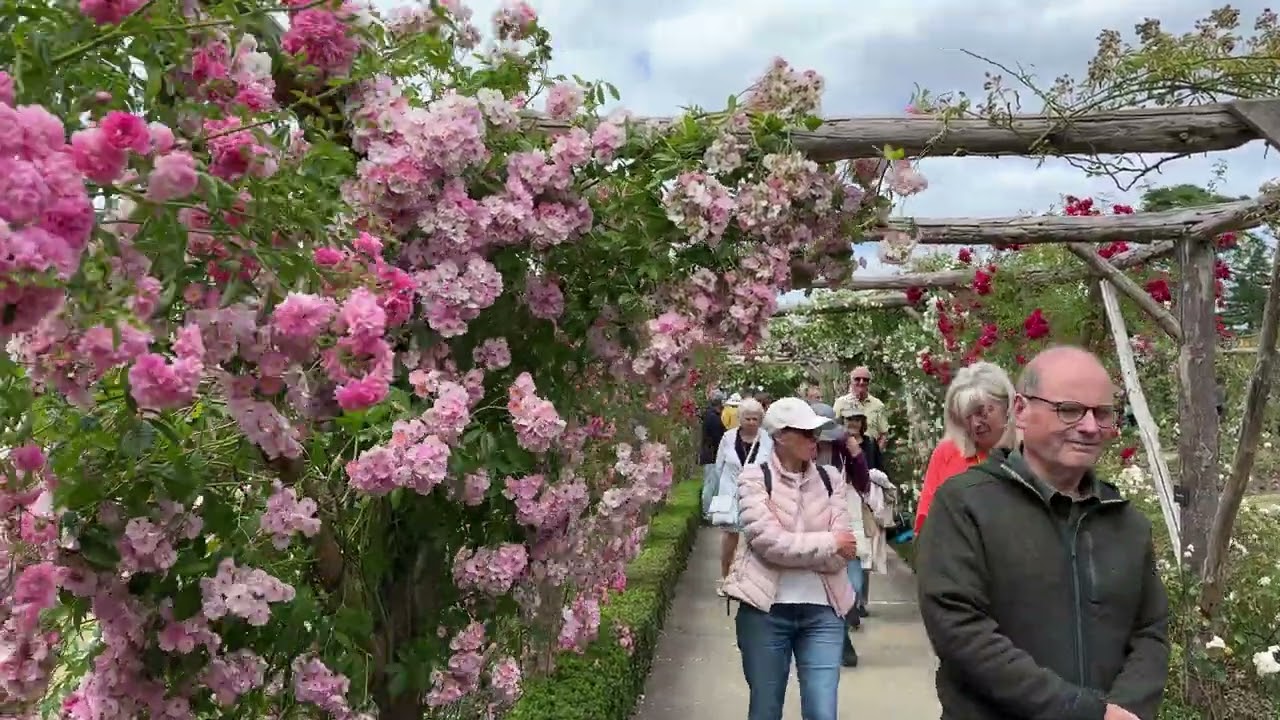 Vlog 396 - Polesden Lacey - сад английских роз в пик цветения