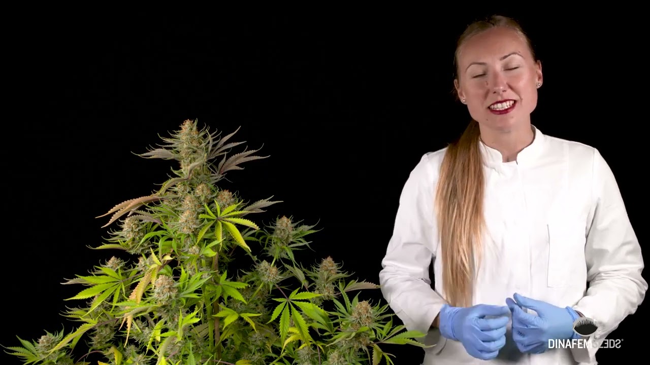 Sweet Deep Grapefruit Feminized Marijuana Strain by Dinafem Seeds