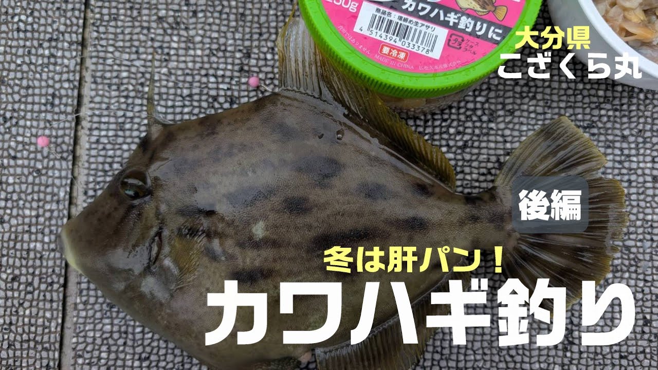 【真冬の肝パンカワハギを狙う】大分 アタリはあるけどサイズが…【後編】