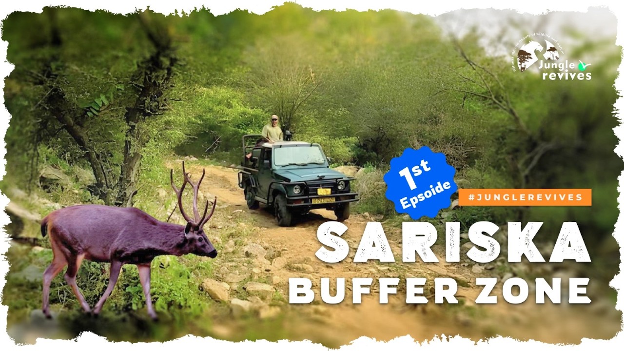 Wildlife at Bala Quila | Sariska Buffer Zone Safari | Episode 1 | Hindi 4K
