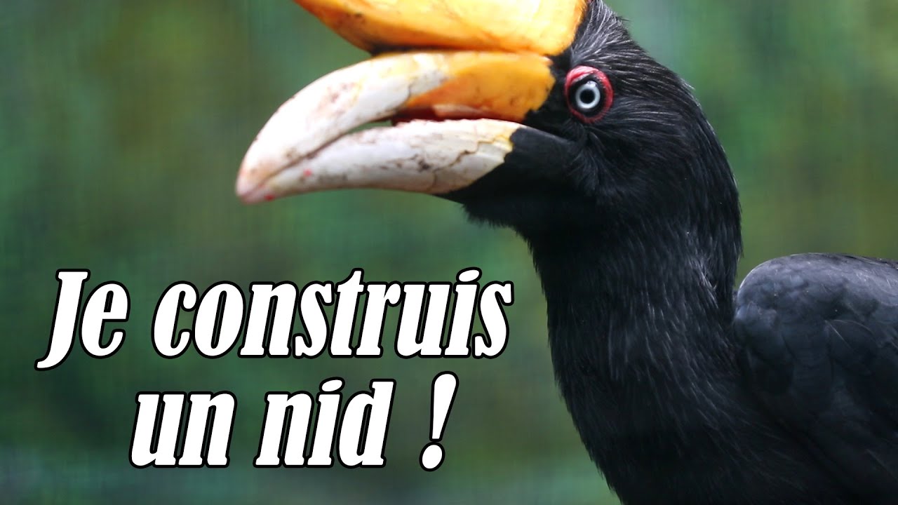 2 belles histoires qui donnent de l'espoir ! (Beauval)