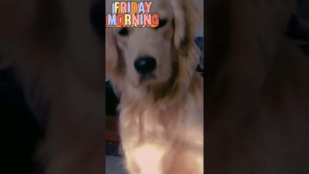 rocky wakes up in the morning | #dog#golden#piano#minornotes#rocky#rockyisagoodboy |