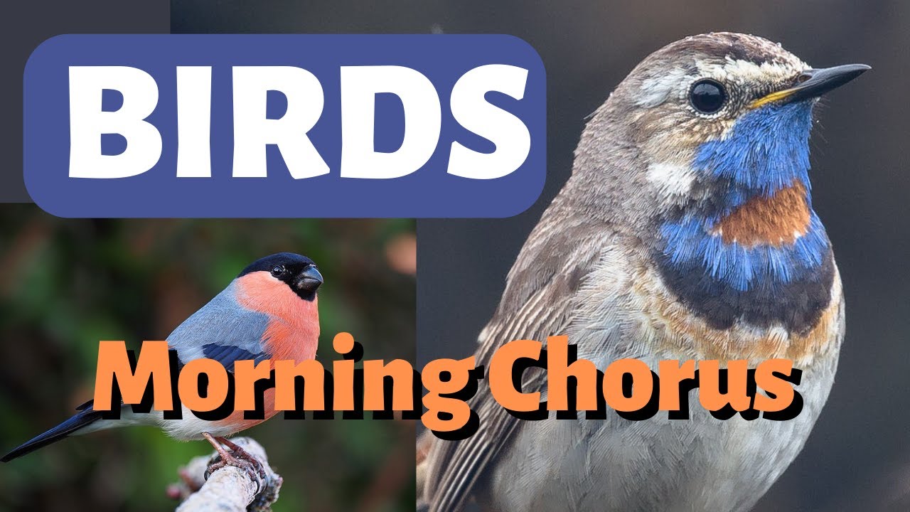 Birds - Morning Chorus - Bird song, Bird Call, Bird sounds. NATURE SOUNDS. Field recording. Cat TV