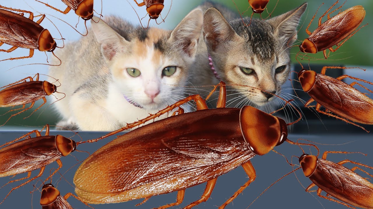 Cats VS Cockroaches | Cockroaches Video | Cat Videos | Cat compilation | Cockroach Dance
