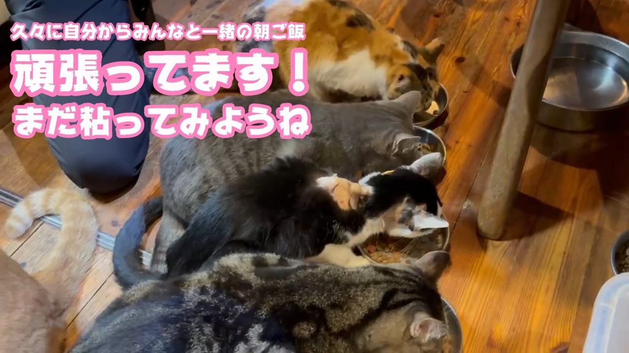 久々に自分からみんなと一緒に朝ご飯  頑張ってますキュウちゃん  もう少し粘ろうね   2026 03 03 1