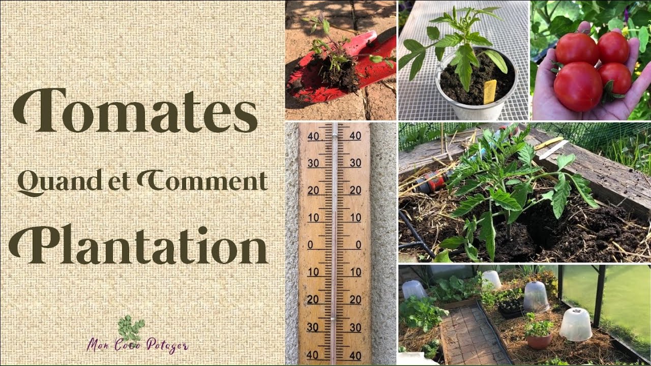 Quand et comment planter les tomates ?