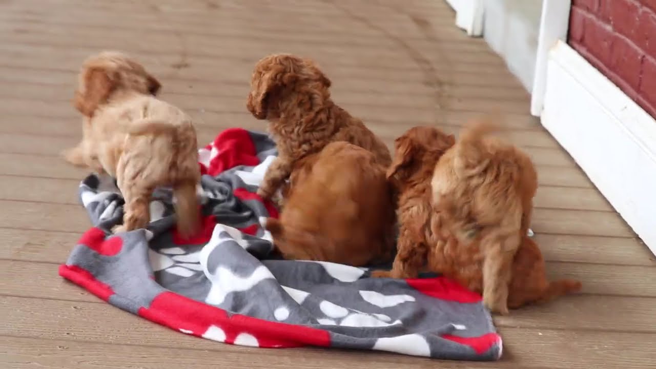 Cockapoo Puppies For Sale