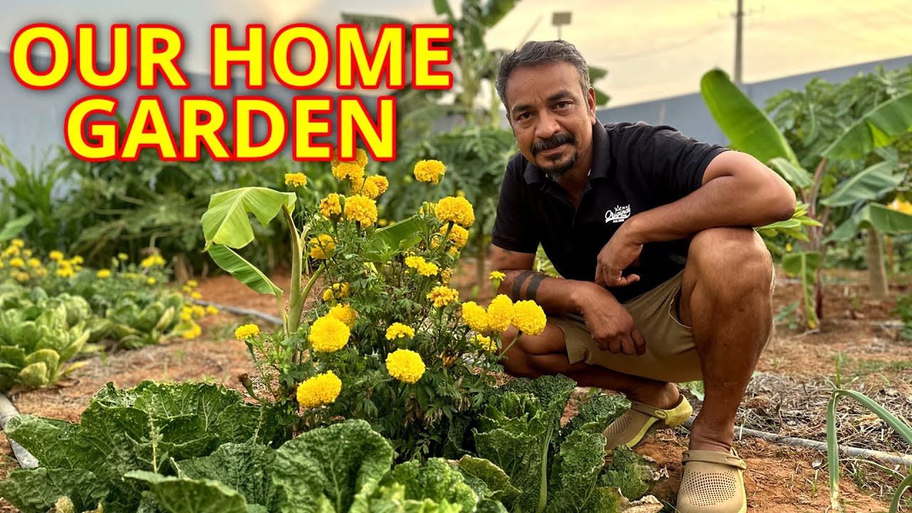 WELCOME TO OUR FOOD FOREST ||  எங்களது உணவு தன்னிறைவு பெற்ற வீடு UPDATE