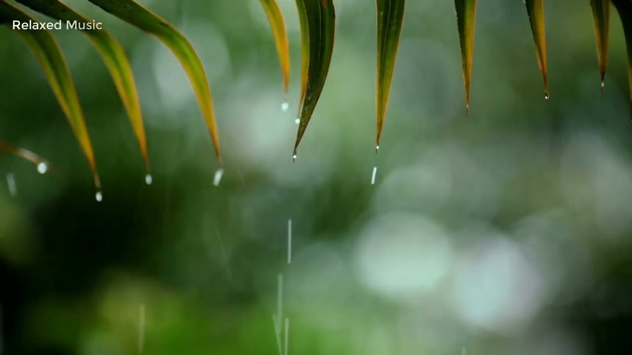 Relaxing Music & Rain Sounds ❤️ Calm Piano Music  ❤️ Meditation Music 💕 Relaxing Sleep Music 