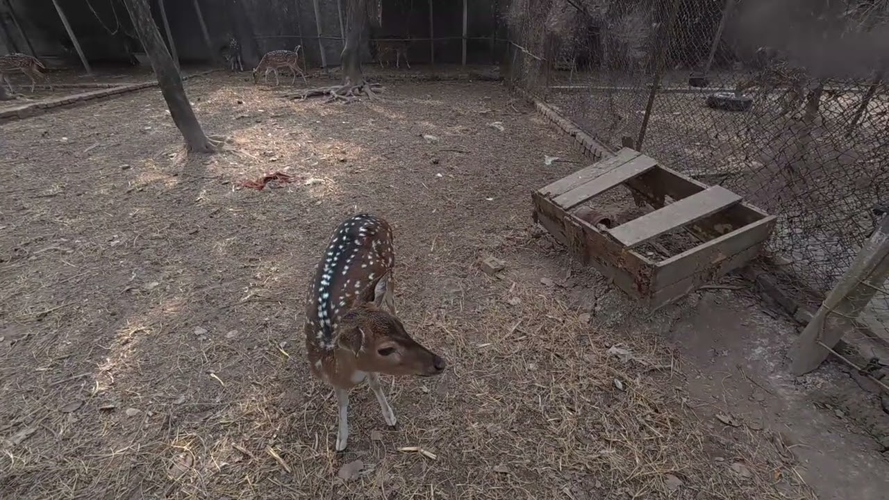 Maya Deer love to eat green leaves | মায়া হরিণ