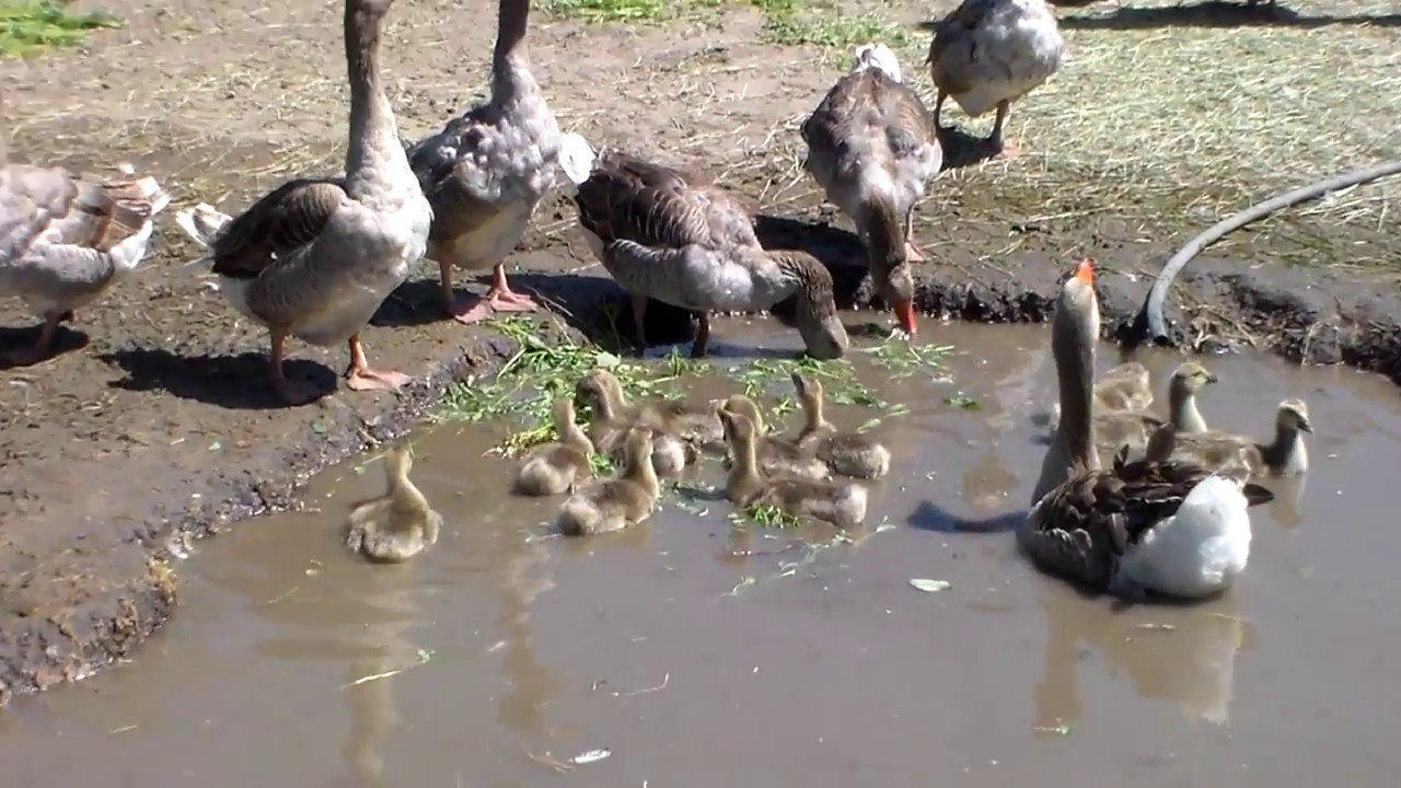 Гусята в стаде ,первый день в общем стаде.Goose in the herd, the first day in a common herd.