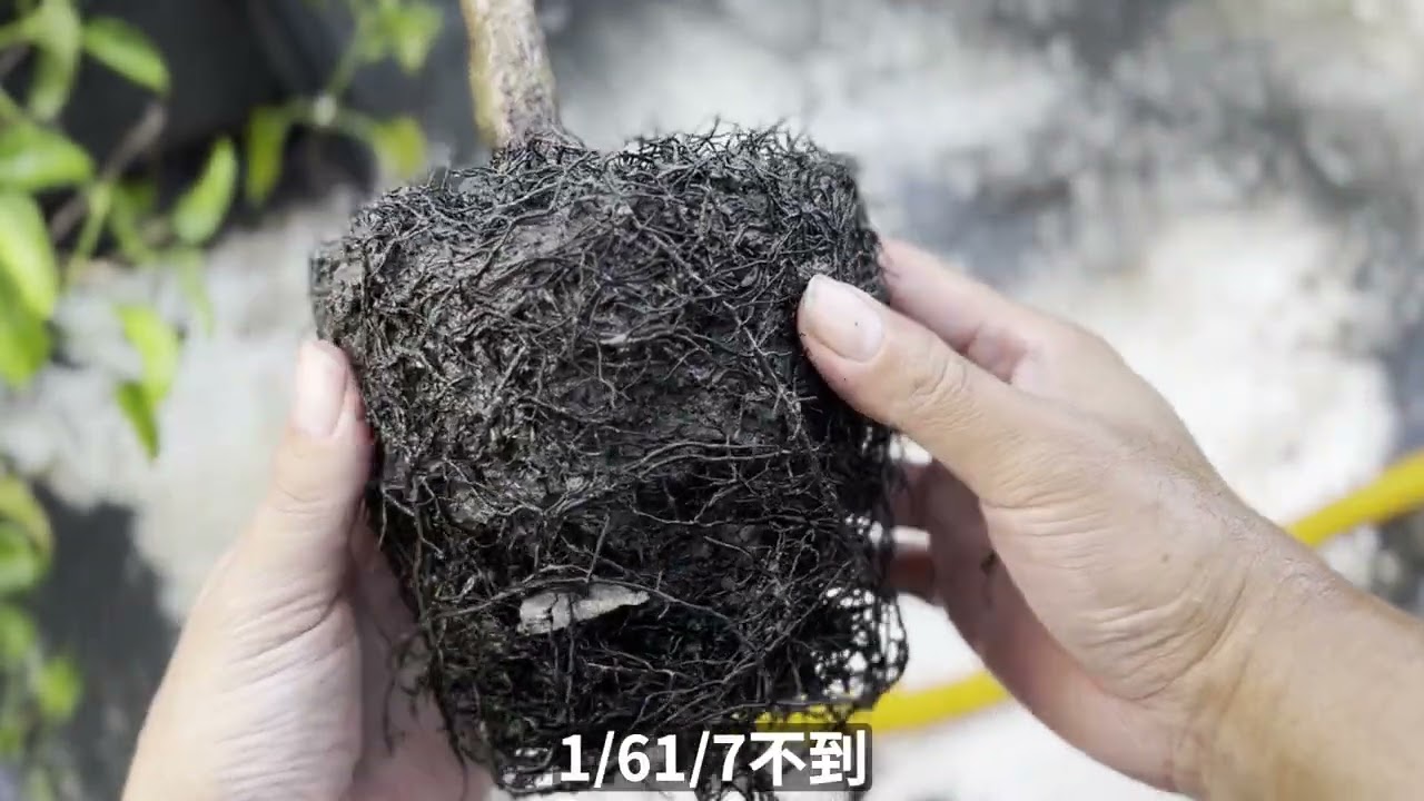 新買果樹盆栽種不活? 告訴你為什麼!