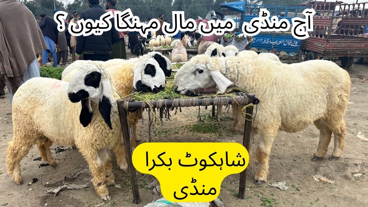 Shahkot Bakra Mandi | mandi me maal itna mehnga kun ? Latest update today 