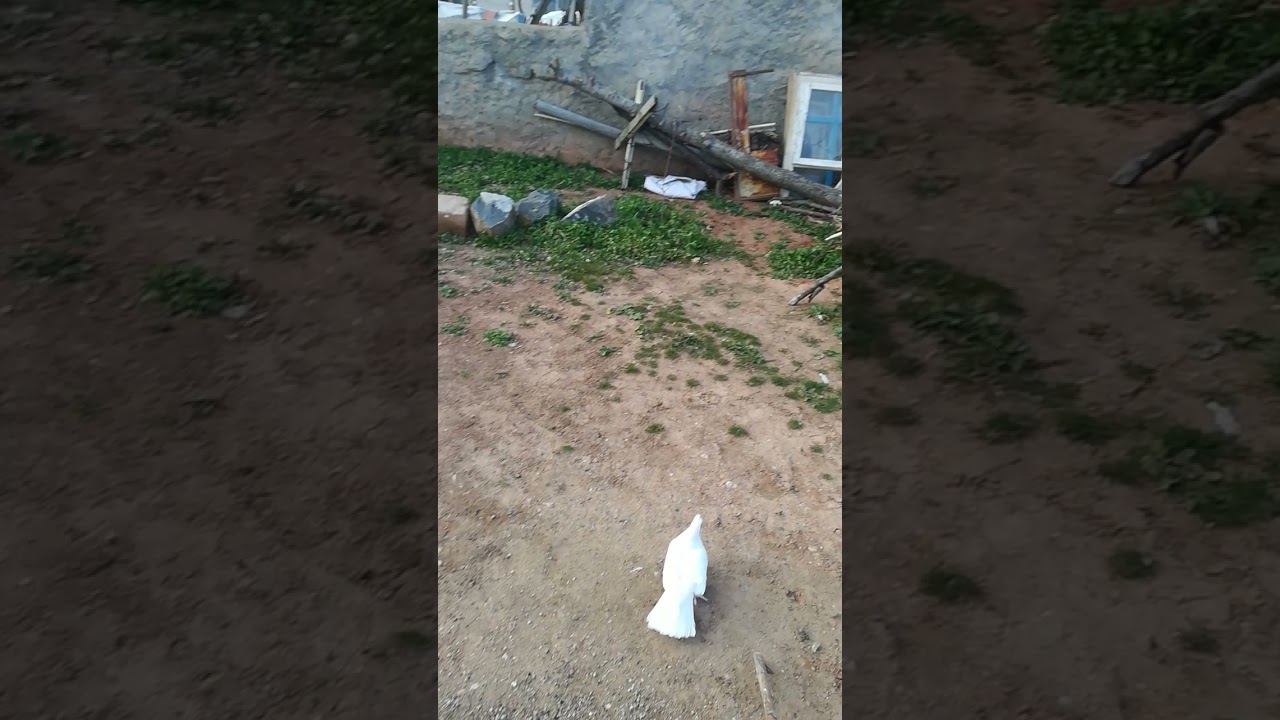 beyaz damızlıklarım erkek bantlı. Miro arkatepe dişi yavru indiremedigim i&ccedil;in kanat makaslı