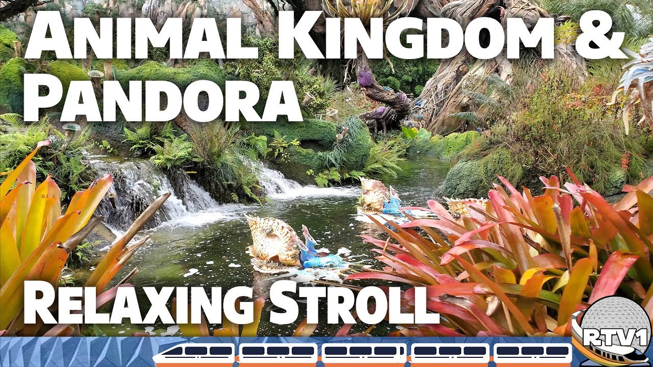 Relaxing Stroll - Animal Kingdom & Pandora - Walt Disney World - 4K 60fps