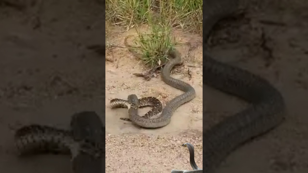 cobra &times; puff-adder