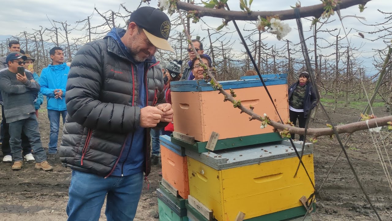 POLINIZACIÓN DE CEREZOS CON ABEJAS