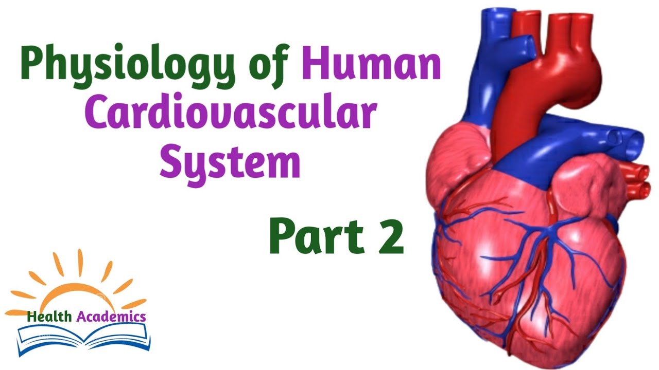 Physiology of Cardiovascular System, Part 2, Helpful Video Lecture in Amharic Speech, Watch it