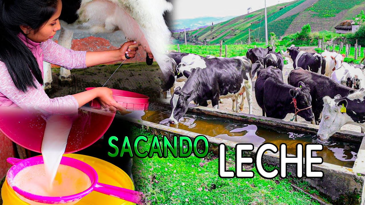 ORDE&Ntilde;E 21 VACAS - Karito La T&oacute;xica