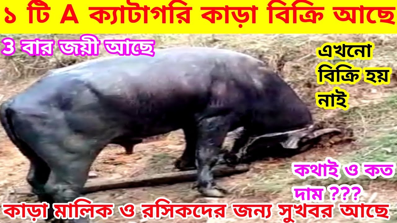 ৩ বার জয়ী ১ টি A ক্যাটাগরি কা*ড়া বিক্রি আছে,কা*ড়া মালিক ও রসিকদের জন্য সুখবর,কথাই ও কত দাম আছে .👈