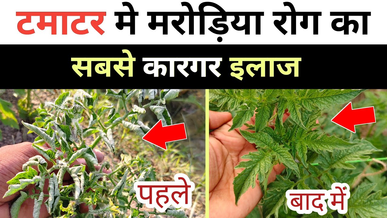 Tamatar me marodiya rog ka ilaj / tamatar me jhulsa rog ki dawa / टमाटर में मरोड़िया रोग की दवा