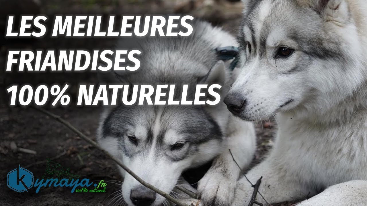 LES MEILLEURES FRIANDISES 100% NATURELLES : CELLES QUE NOUS DONNONS À NOS CHIENS