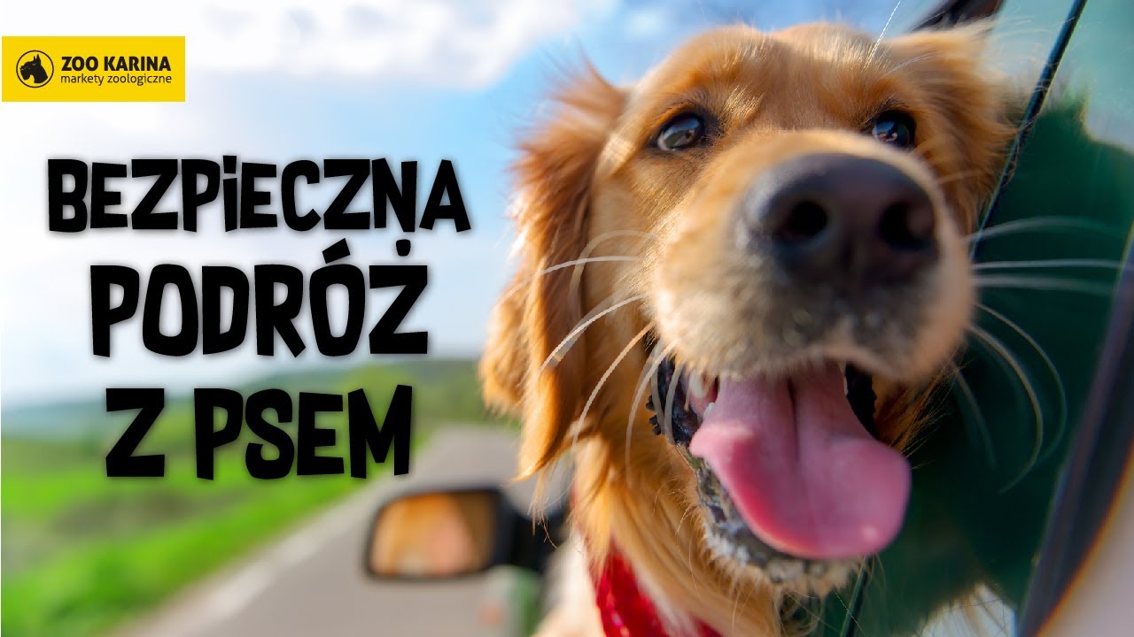 Jak bezpiecznie podróżować z psem?