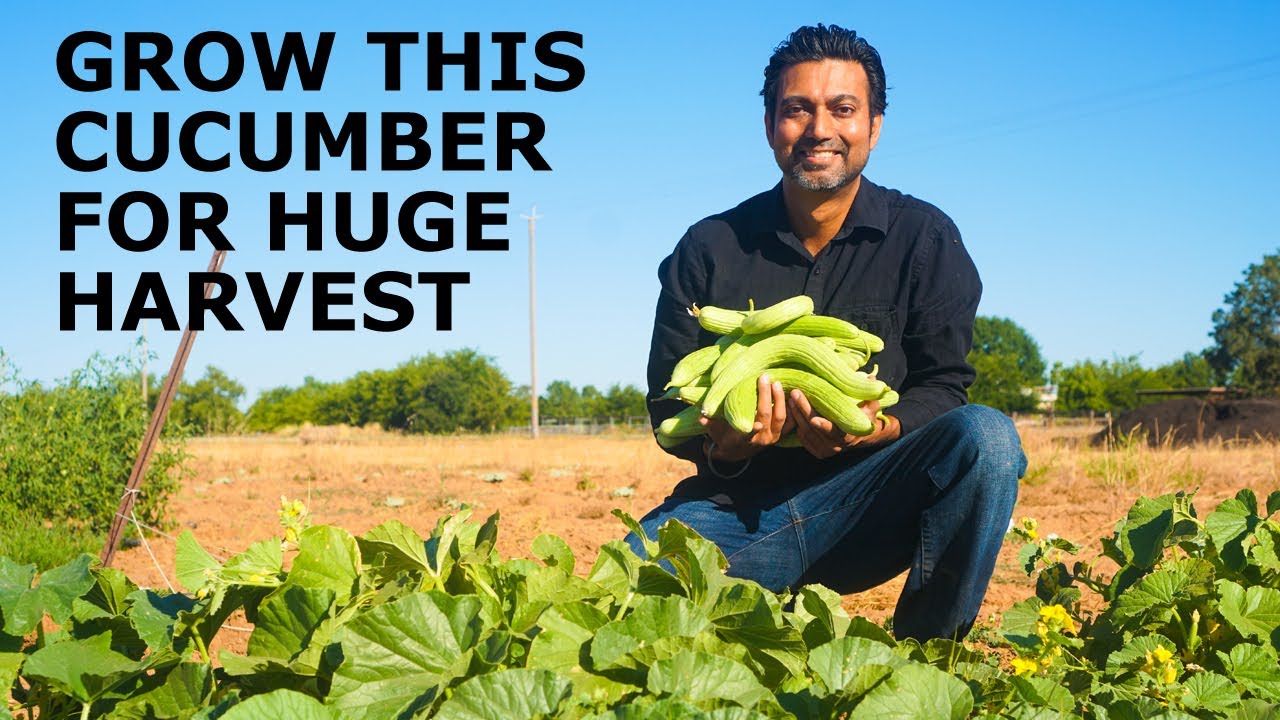 You MUST Grow This CUCUMBER for HUGE HARVEST