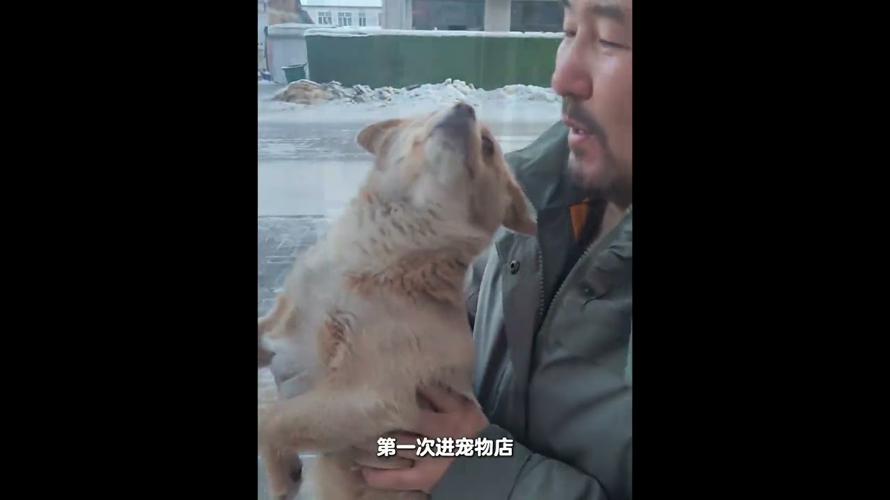 零下40 的天气.它趴在雪地融化出雪坑.终于遇到了救它的人 #狗狗 #狗狗故事1