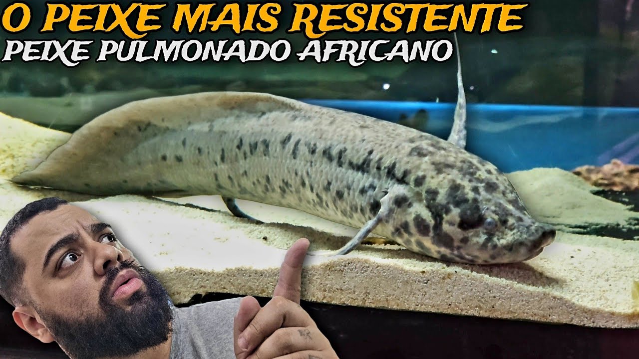ESSE É O PEIXE JUMBO MAIS RESISTENTR DE TODOS! CONHEÇA O PROTOPTERUS!