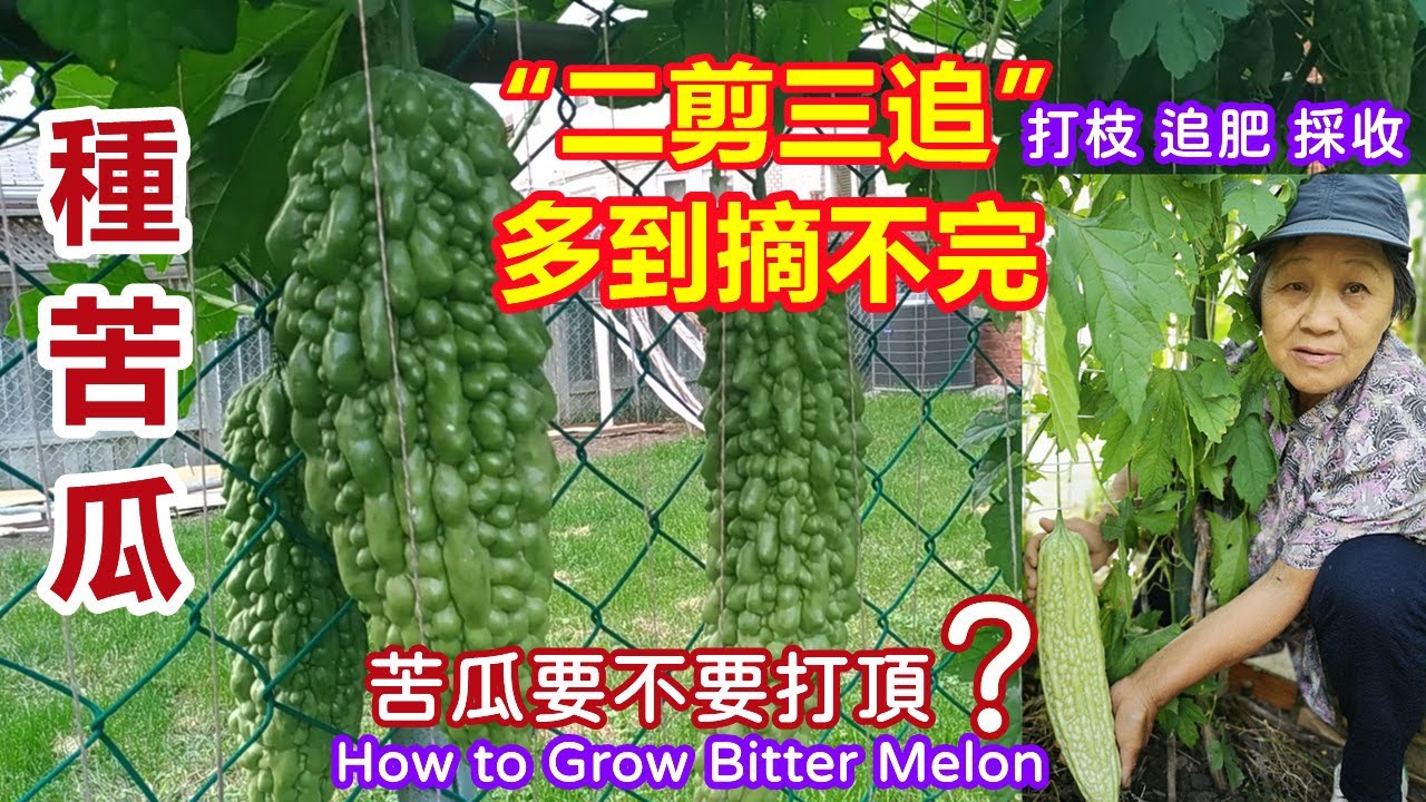 【種苦瓜 】苦瓜想高產，這樣剪兩下，瓜又大又直多到摘不完，苦瓜要不要打頂？打枝，施肥，採收How to grow Bitter Melon