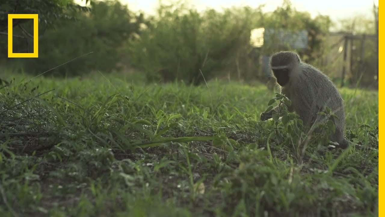 Les singes Vervets, ces jardiniers de la nature