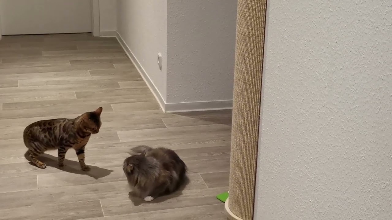 Bengalkatze klärt Rangordnung