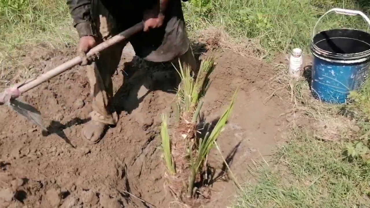 Dhakki khajoor laganay ka tareeqa/How to plant Date Palm
