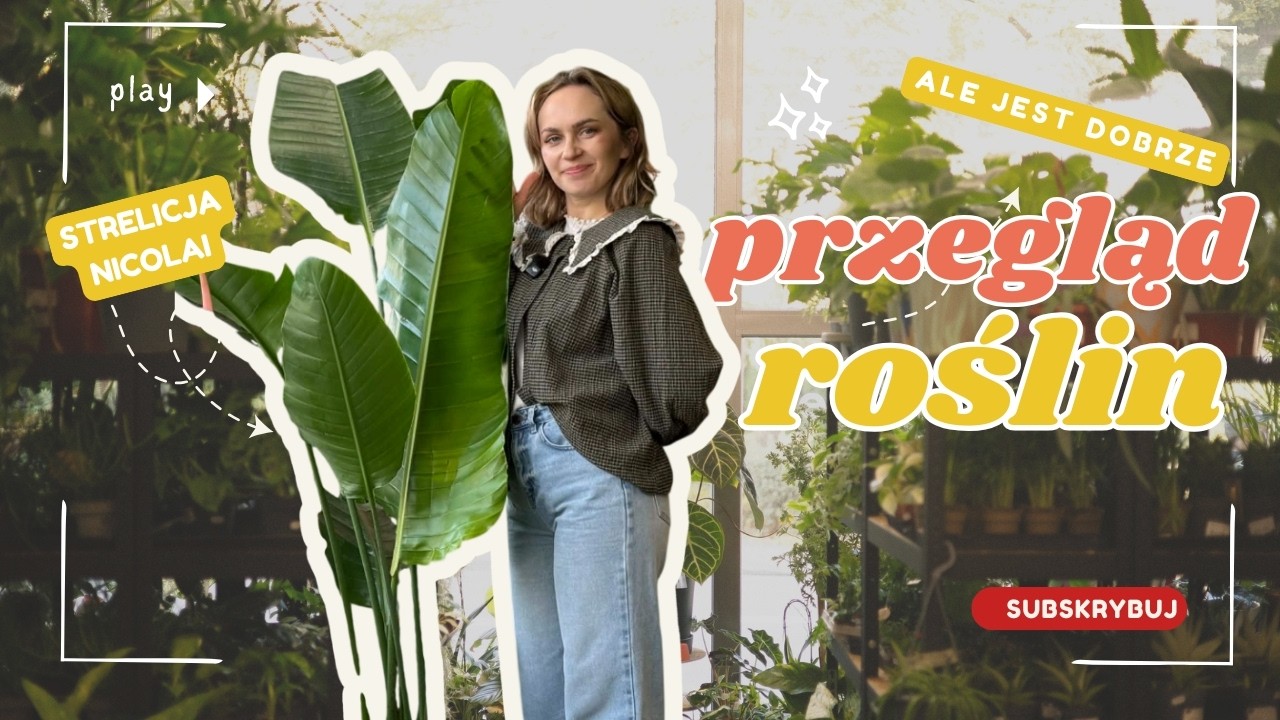 HIT tej dostawy 🌿 HOJA POT OF GOLD + OLIWKI, CYTRUSY i STEPHANIA | MOJE BADYLE